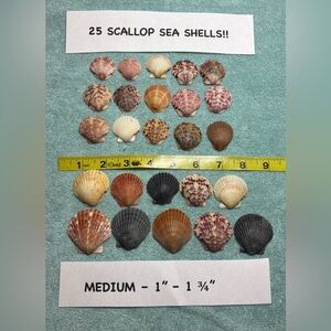25 Sanibel Island Scallop Shells! Medium Sz Assorted Collection in multi colors.